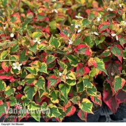 Houttuynia Cordata 'Chameleon' -Lallatros Shop HOUT V59309 F