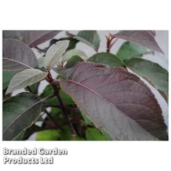 Hydrangea Aspera 'Hot Chocolate' -Lallatros Shop HYDR HOTCHOCOL S54236