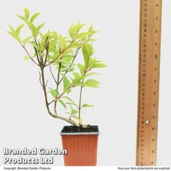 Hydrangea Paniculata 'Magical Moonlight' -Lallatros Shop HYDR MAGICM9CM T49364