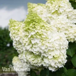 Hydrangea Paniculata 'Magical Moonlight' -Lallatros Shop Hyd MagicalMoon VM 2