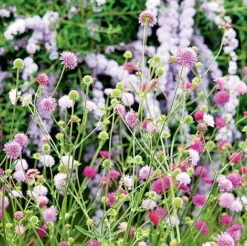 Knautia Macedonica 'Melton Pastels' -Lallatros Shop KNAU MELTONPAS U49880 NOW1
