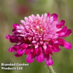 Knautia Macedonica 'Melton Pastels' -Lallatros Shop KNAU MELTONPAS W498781