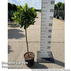 Bay Tree Standard -Lallatros Shop LAUR NOBILISTD S52051