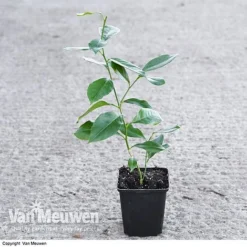 Fruit Meyer Lemon -Lallatros Shop LEMO 64680 VA