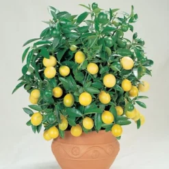 Citrus Tree Collection -Lallatros Shop Lemon