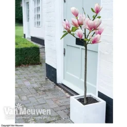 Magnolia 'Red Lucky' -Lallatros Shop MAGN 62569 B