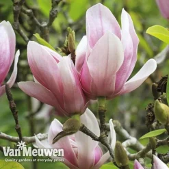 Magnolia 'Red Lucky' -Lallatros Shop MAGN V11821 E