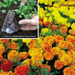 Marigold F1 'Zenith Mixed' -Lallatros Shop MARI V52661 A h