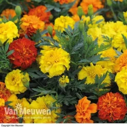Marigold F1 'Zenith Mixed' -Lallatros Shop MARI V52661 B