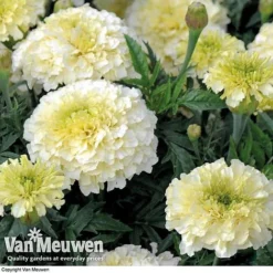 Marigold 'French Vanilla' (Garden Ready) -Lallatros Shop MARI V58417 C