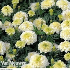 Marigold 'French Vanilla' (Garden Ready) -Lallatros Shop MARI V58417 D