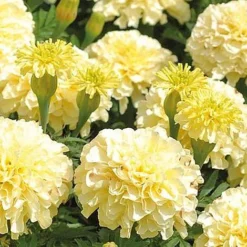 Marigold 'French Vanilla' (Garden Ready) -Lallatros Shop MARI V58417 NOW1
