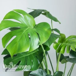 Monstera Deliciosa (House Plant) -Lallatros Shop MONS VKA2925 B