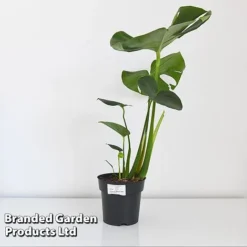 Monstera Deliciosa (House Plant) -Lallatros Shop MONS DELIC17CM T43809