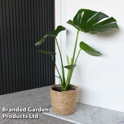 Monstera Deliciosa (House Plant) -Lallatros Shop MONS DELICIOSA T43810