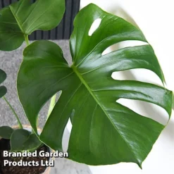 Monstera Deliciosa (House Plant) -Lallatros Shop MONS DELICIOSA T43812