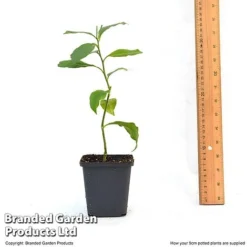 Orange Tree -Lallatros Shop ORAN TREE9CM T46201