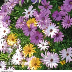 Osteospermum 'Falling Stars'™ -Lallatros Shop OSTE 69595V A h