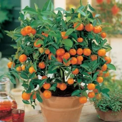 Citrus Tree Collection -Lallatros Shop Orange