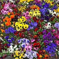 Pansy 'Universal Mixed' F1 Hybrid -Lallatros Shop PANS 68090 A