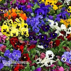 Pansy 'Universal Mixed' F1 Hybrid -Lallatros Shop PANS 68090 B