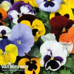 Pansy 'Summertime Mix' (Garden Ready) -Lallatros Shop PANS T69424 C