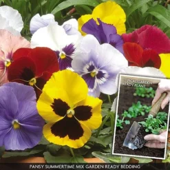 Pansy 'Summertime Mix' (Garden Ready) -Lallatros Shop PANS V70658 A h