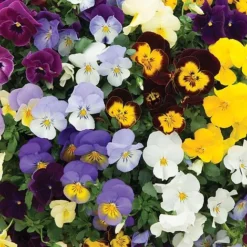 Best Seller -Lallatros Shop PANS VKA1191 A