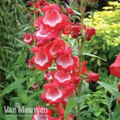 Penstemon 'Ice Cream Collection' -Lallatros Shop PENS V18183 A1