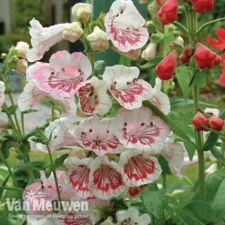 Penstemon 'Ice Cream Collection' -Lallatros Shop PENS V18184 A1