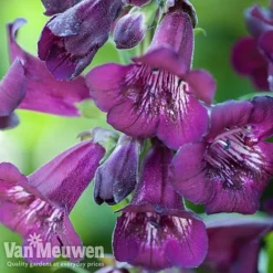 Penstemon 'Ice Cream Collection' -Lallatros Shop PENS V48835 A1