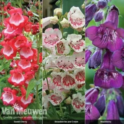 Penstemon 'Ice Cream Collection' -Lallatros Shop PENS V48836 A
