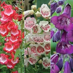Penstemon 'Ice Cream Collection' -Lallatros Shop PENS V48836 NOW1