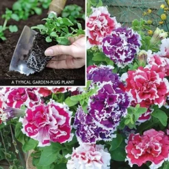 Petunia 'Orchid-Flowered Mixed' F1 Hybrid Success Kit -Lallatros Shop PETU V59905 A1