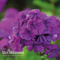 Phlox 'Nicky' -Lallatros Shop PHLO 61435 C