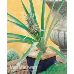 Pineapple Plant -Lallatros Shop PINE V80761 A h