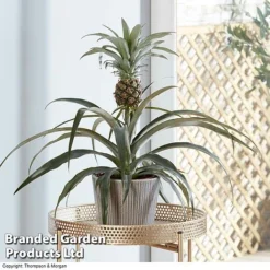 Pineapple Plant -Lallatros Shop PINE PINEAPPLE KB1980 B