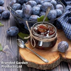 Plum Black Amber (Mini Fruit Tree) -Lallatros Shop PLUM T10632 D