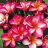 Plumeria 'Red'