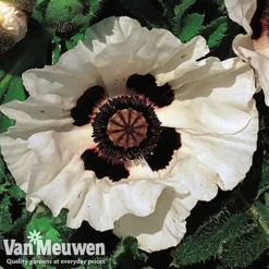 Poppy 'Checkers' -Lallatros Shop POPP V65708C C