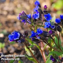 Pulmonaria 'Blue Ensign' -Lallatros Shop PULM T62252 C