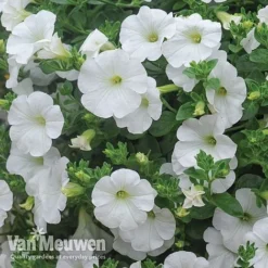 Petunia 'Surfinia' Pre-Planted Basket -Lallatros Shop Petunia Surfinia White TMHF 8