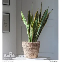 Sansevieria Trifasciata Var. Laurentii (House Plant) -Lallatros Shop SANS KA2937 VAA