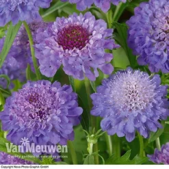 Scabious 'Blue Note' -Lallatros Shop SCAB V11581 B1