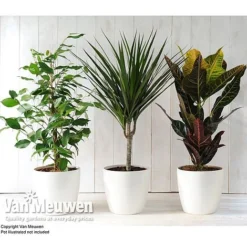 Scandi Houseplant Collection -Lallatros Shop SCAN V80017 B h