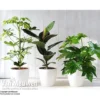 Scandi Houseplant Collection