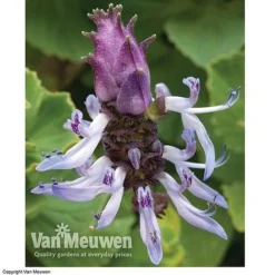 Coleus Canina 'Scaredy Cat' -Lallatros Shop SCAR VKA0115 C