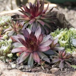 Sempervivum 'Mixed' -Lallatros Shop SEMP V65856 A