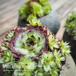 Sempervivum 'Mixed' -Lallatros Shop SEMP V65856 B