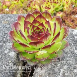 Sempervivum 'Mixed' -Lallatros Shop SEMP V65856 C